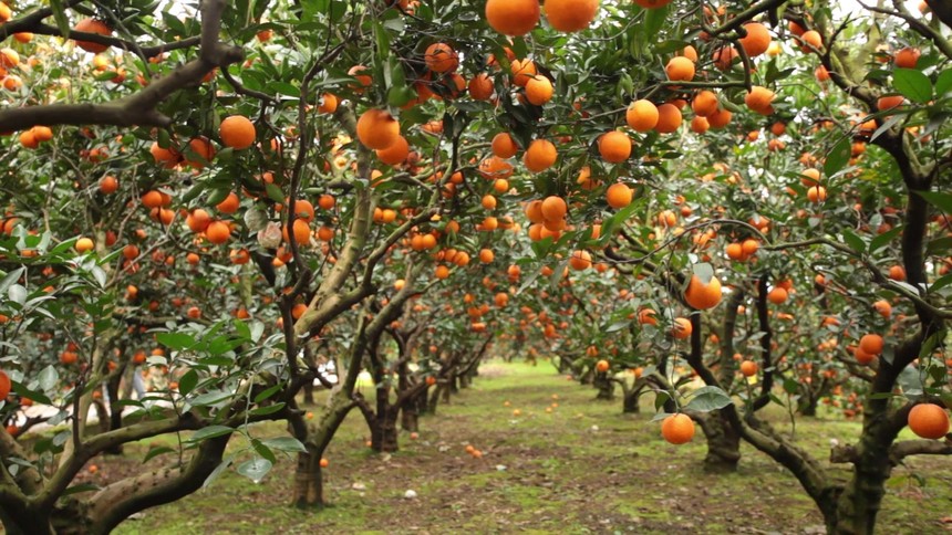 ���հ����桿��ŵ��ʦ�ű�����Ǩ��ʦ������˷��԰���հ�